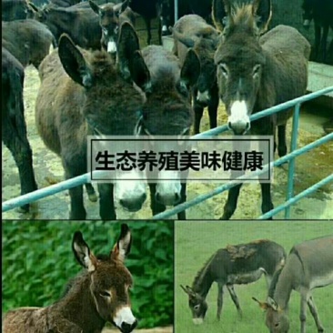 驴肉鲜货