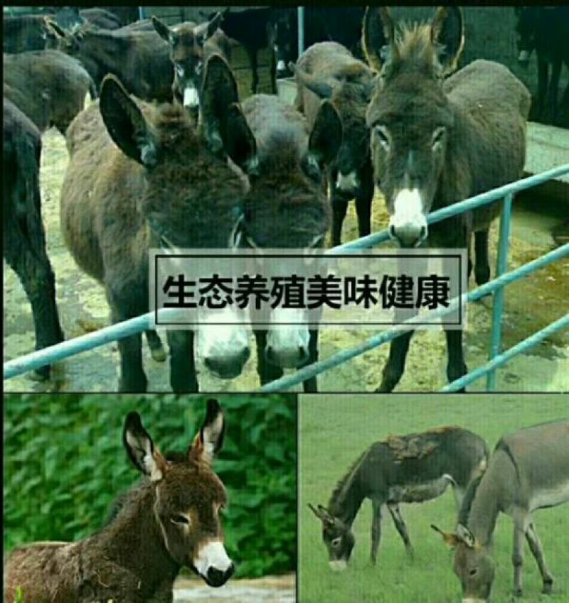 驴肉鲜货