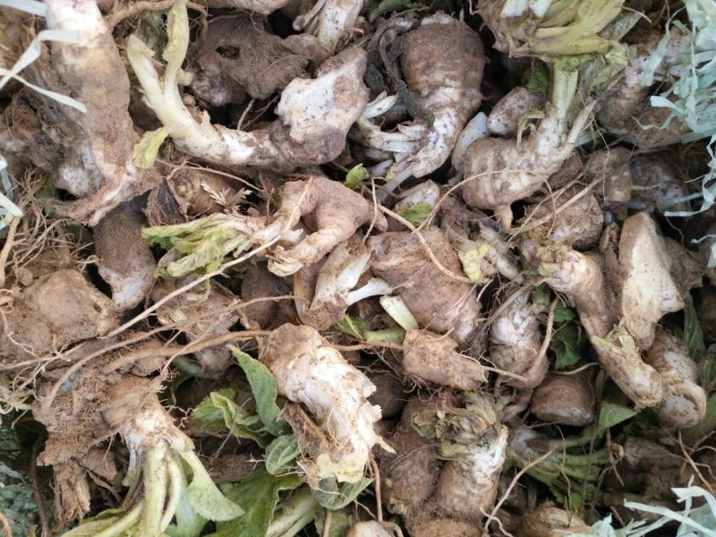 玄参苗，改良玄参芽，
