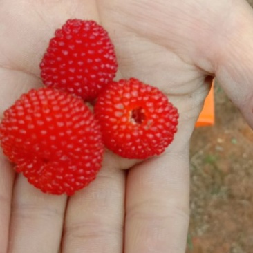 草莓苗10~20cm
