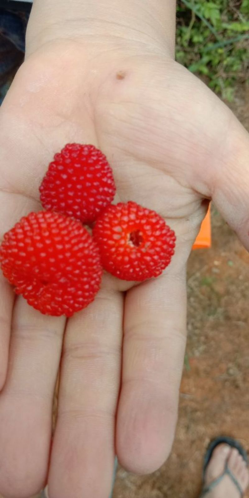 草莓苗10~20cm