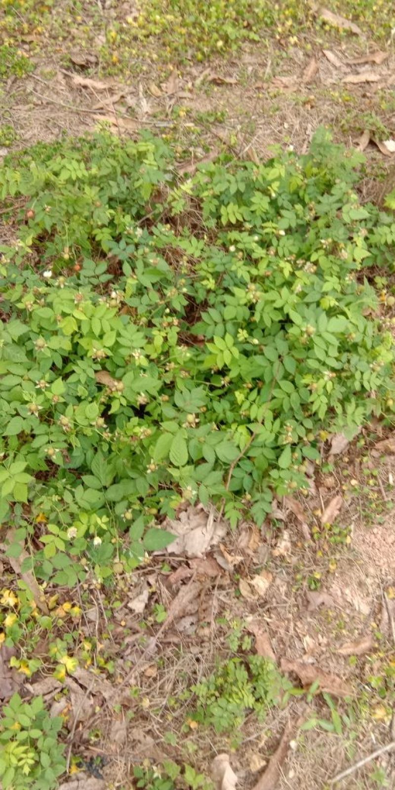 草莓苗10~20cm