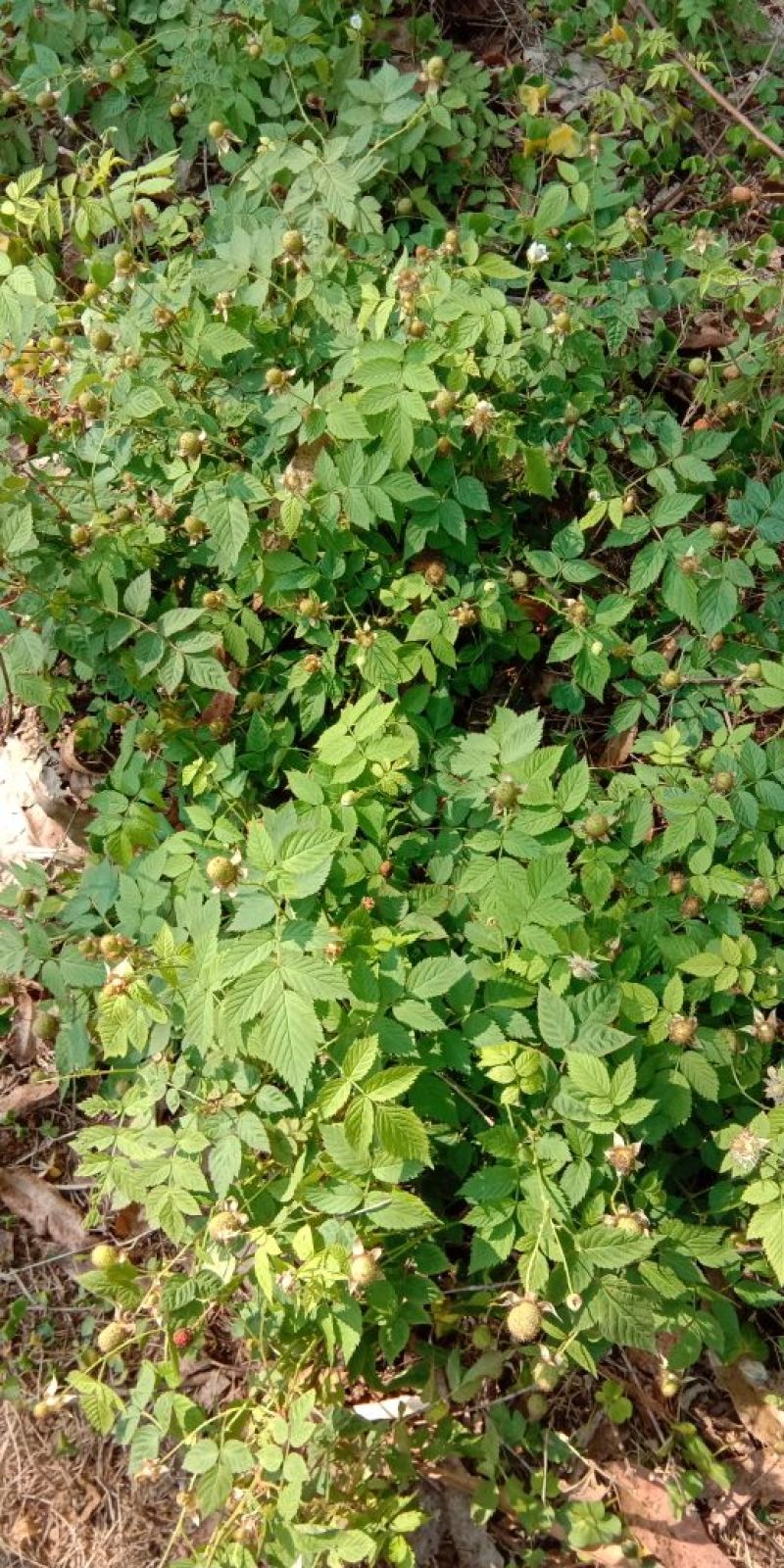 草莓苗10~20cm