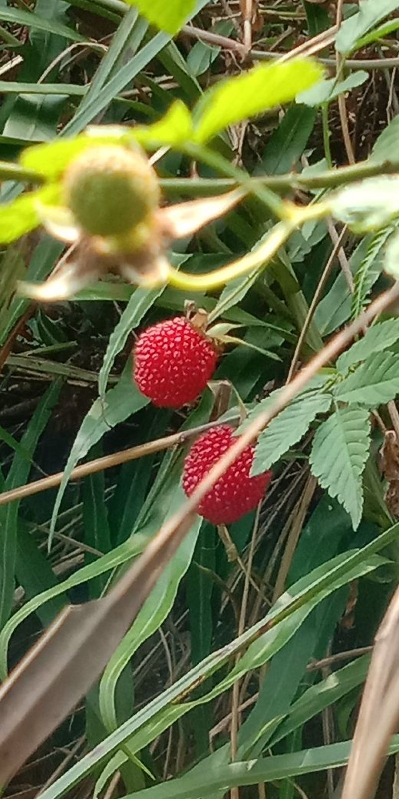 草莓苗10~20cm