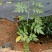 草莓苗10~20cm