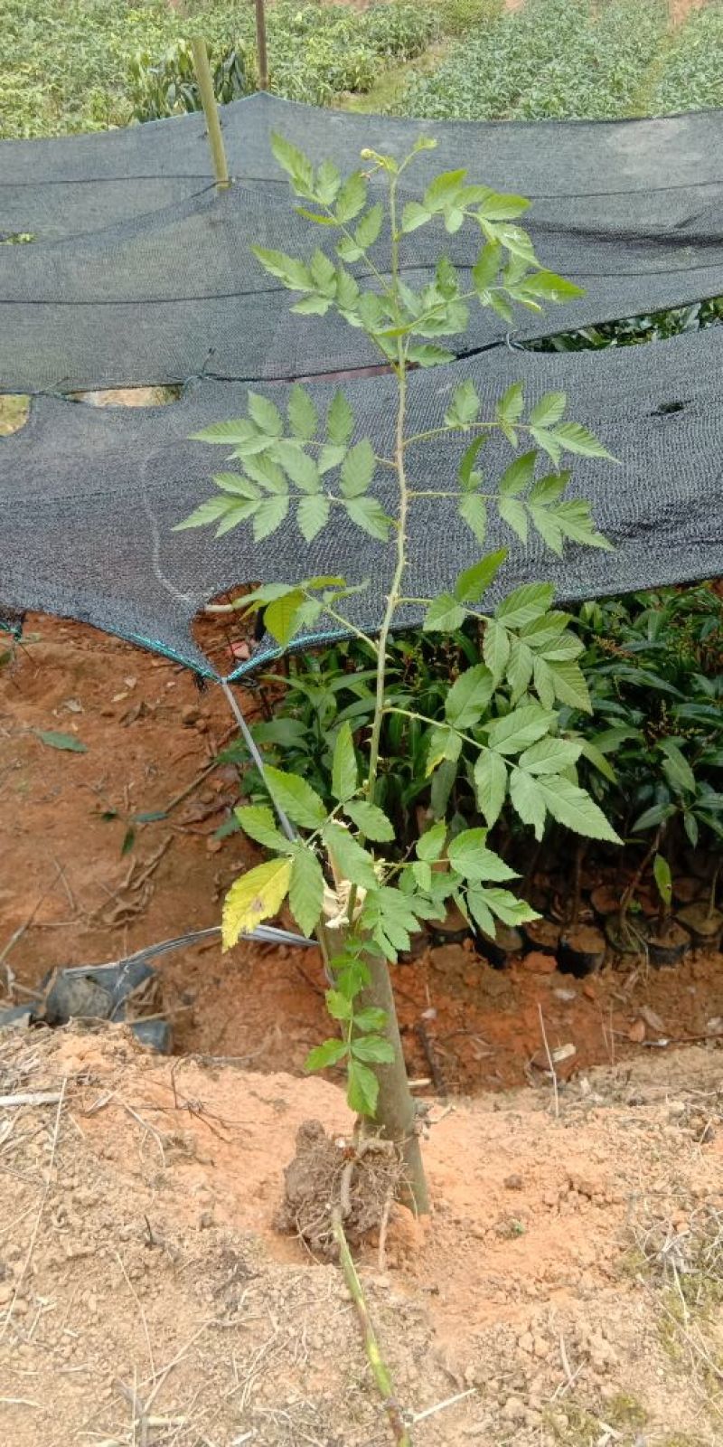 草莓苗10~20cm
