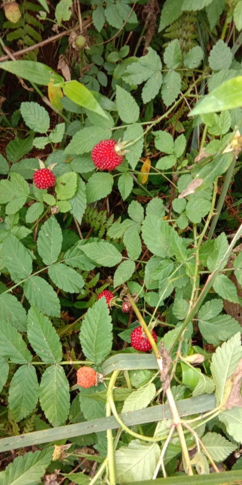 草莓苗10~20cm