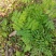草莓苗10~20cm