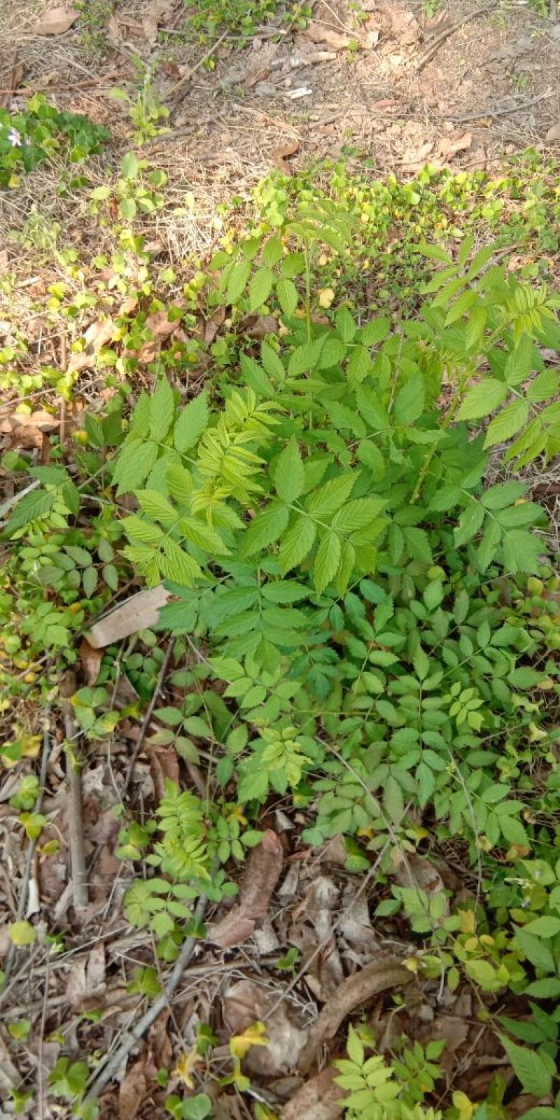 草莓苗10~20cm