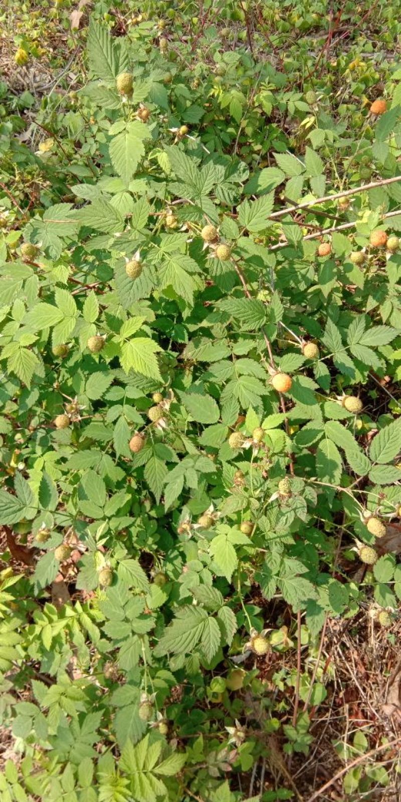 草莓苗10~20cm