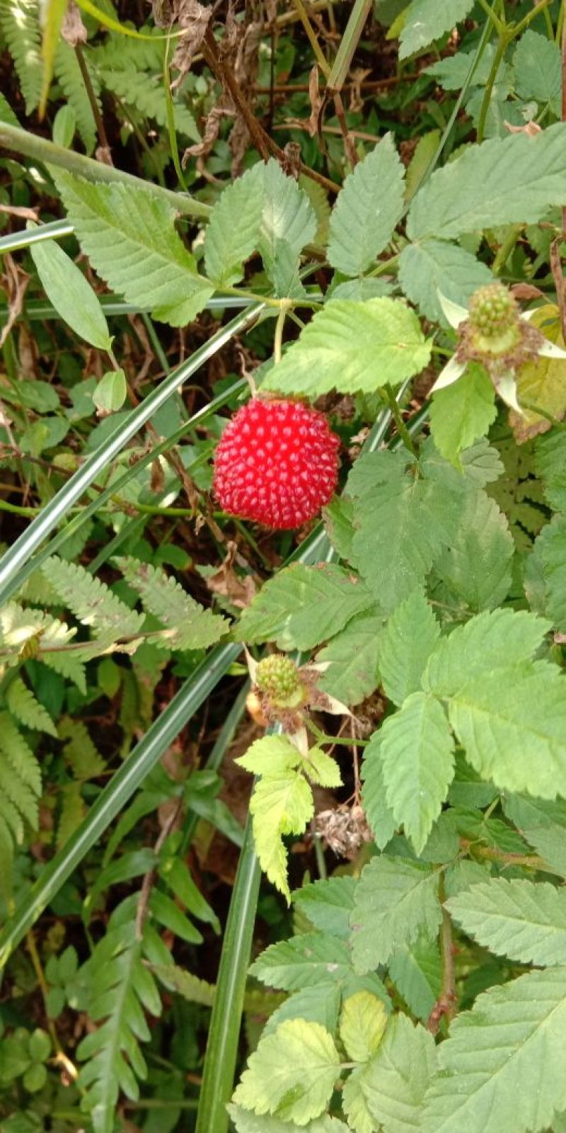 草莓苗10~20cm