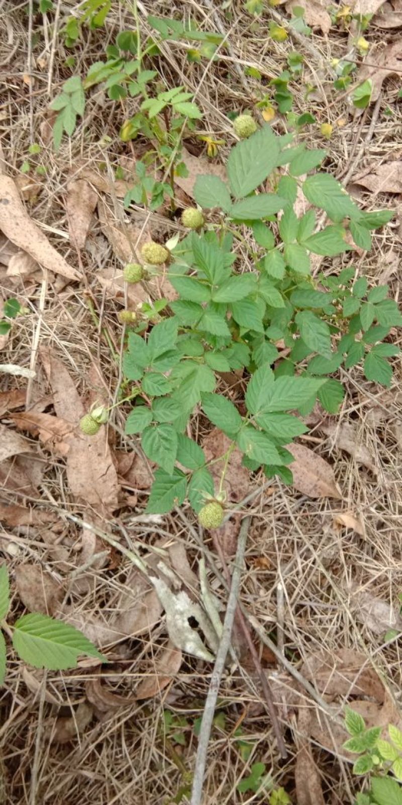 草莓苗10~20cm