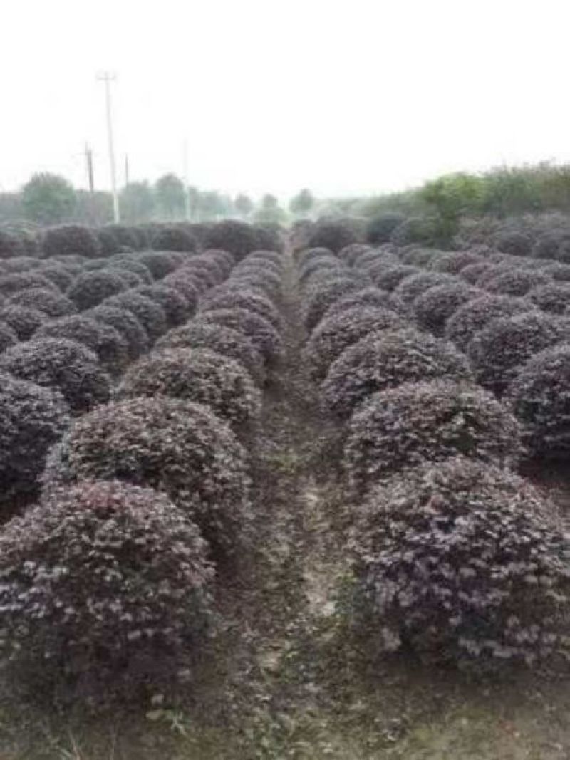 红花继木球红花继木球冠p120，p150