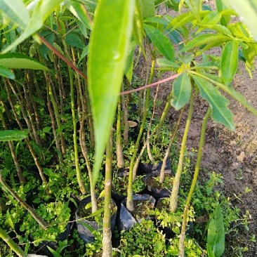 美丽木苗或（大腹木棉）20cm~100cm