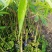 美丽木苗或（大腹木棉）20cm~100cm
