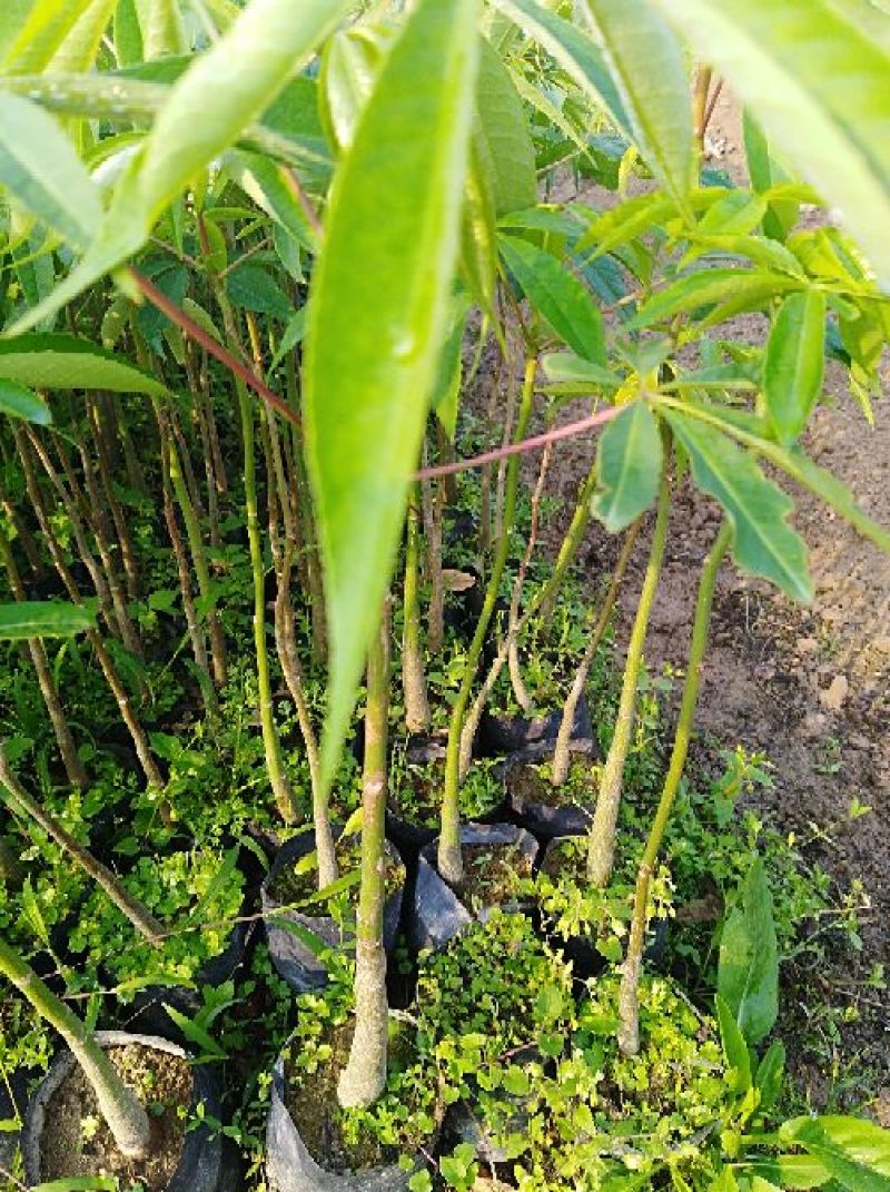 美丽木苗或（大腹木棉）20cm~100cm