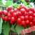 樱桃树苗樱桃苗大樱桃苗车厘子《38年信誉质壮苗纯》