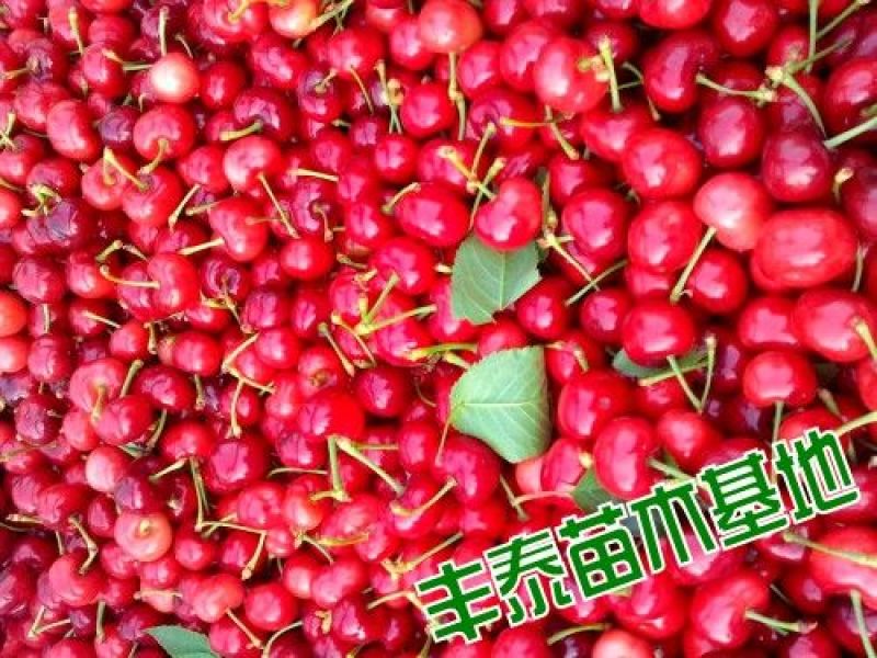 樱桃树苗樱桃苗大樱桃苗车厘子《38年信誉质壮苗纯》