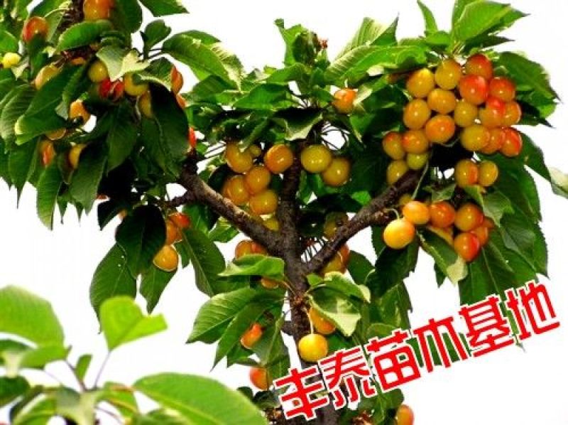 樱桃树苗樱桃苗大樱桃苗车厘子《38年信誉质壮苗纯》