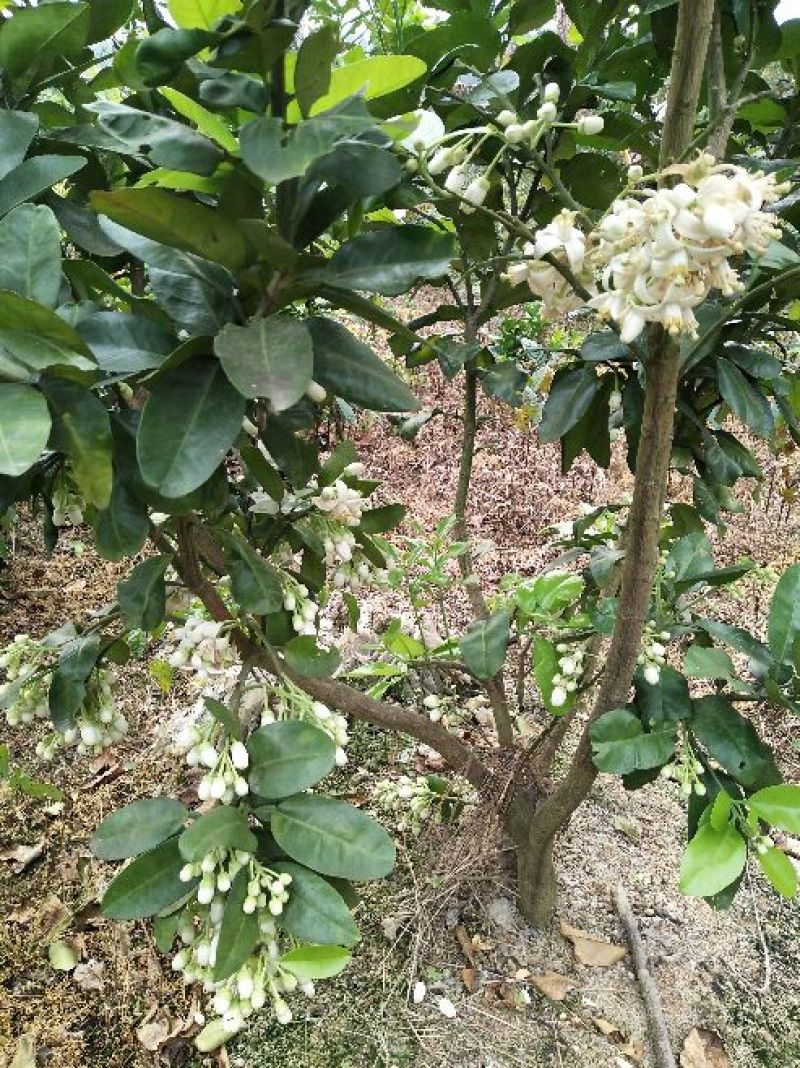 三红蜜柚苗1cm以上1~1.5m
