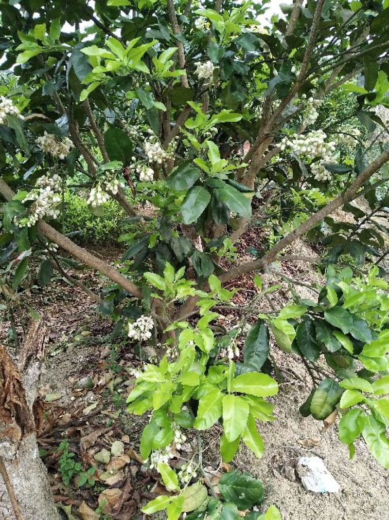 三红蜜柚苗1cm以上1~1.5m