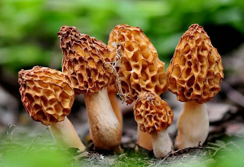 河南卢氏野生羊肚菌，中上通货，选货等
