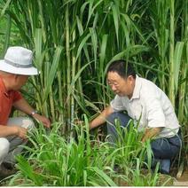 皇竹草种子发芽率95%技术支持