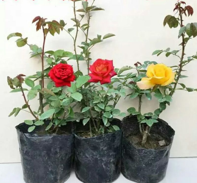 月季30~40cm