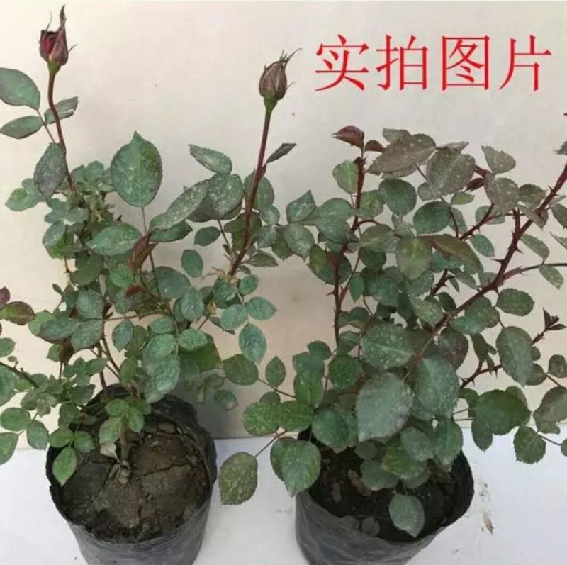 月季30~40cm