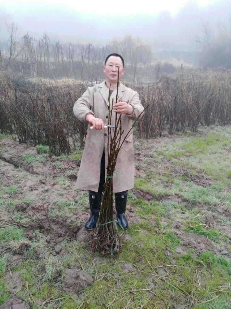 吴茱萸苗50~80cm
