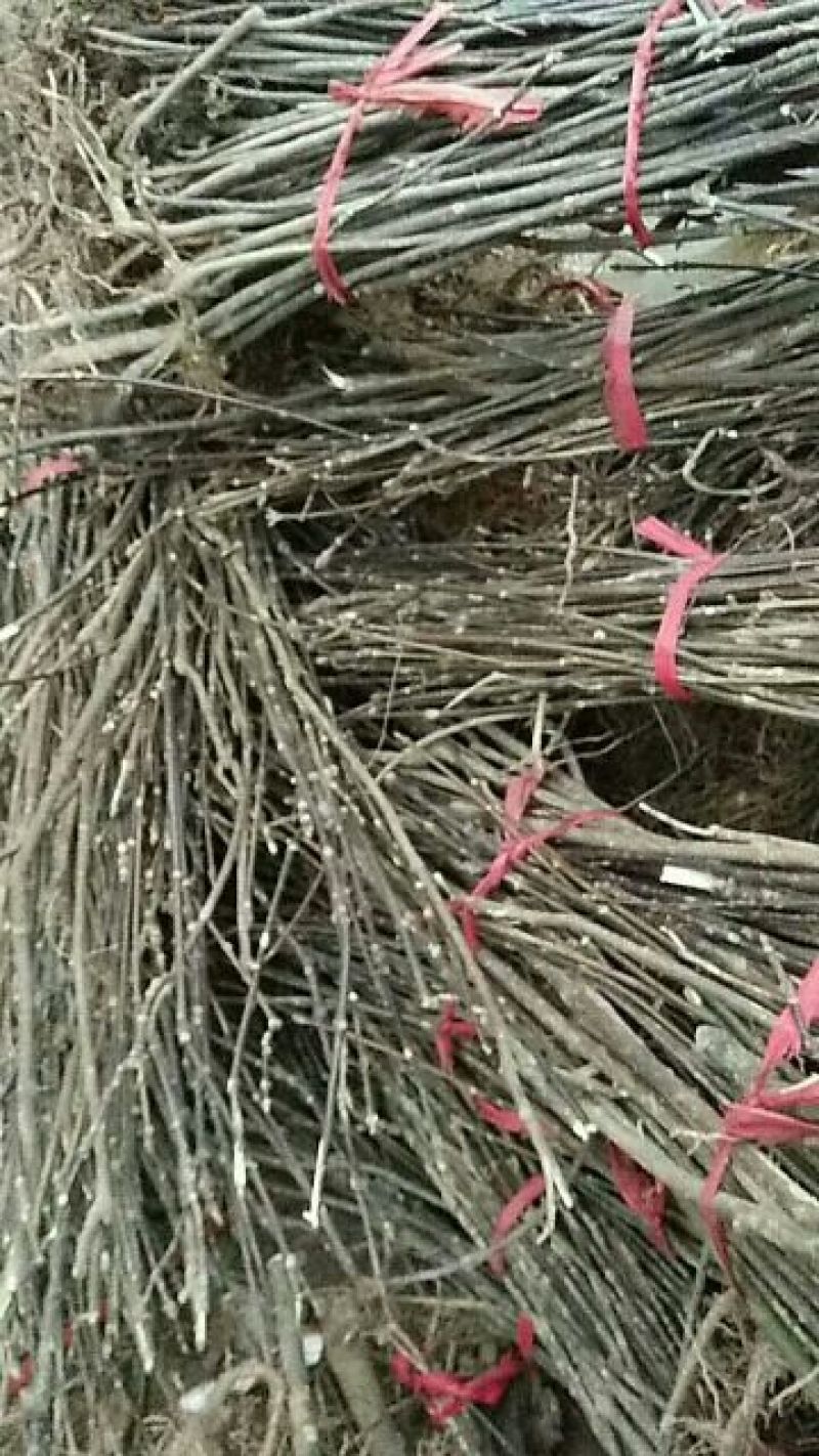 吴茱萸苗50~80cm