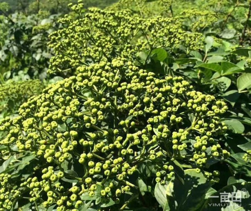 吴茱萸苗50~80cm