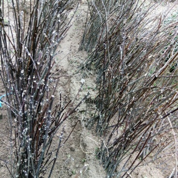 吴茱萸苗50~80cm