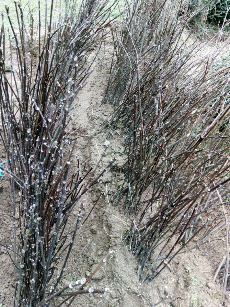 吴茱萸苗50~80cm