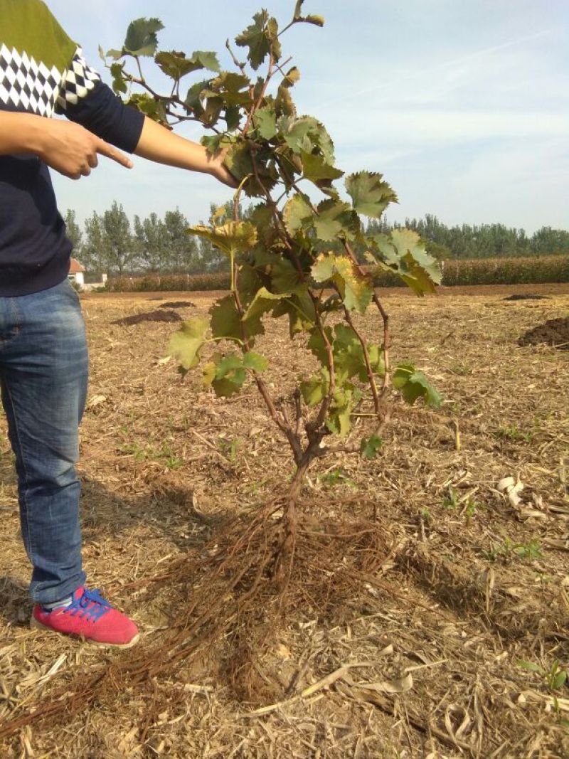 巨峰葡萄苗盛果期葡萄苗送技术葡萄树，占地葡萄树，大葡萄