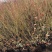 蓝莓苗1~2年50~80cm
