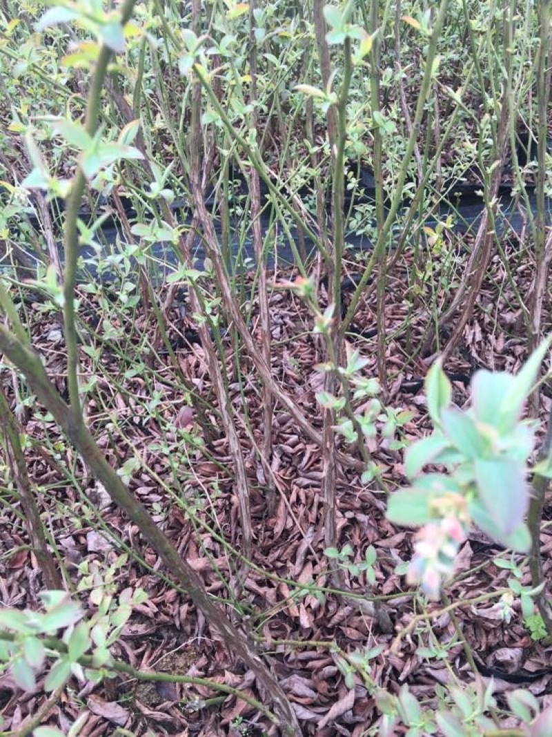蓝莓苗1~2年50~80cm