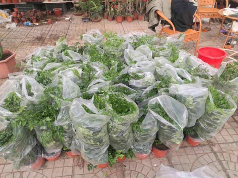 幸福树青州基地室内盆栽美观防辐射净化空气一件代发