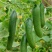 小黄瓜18~22公分鲜花带刺