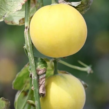 伊丽莎白甜瓜统货1.5斤以上