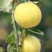 伊丽莎白甜瓜统货1.5斤以上