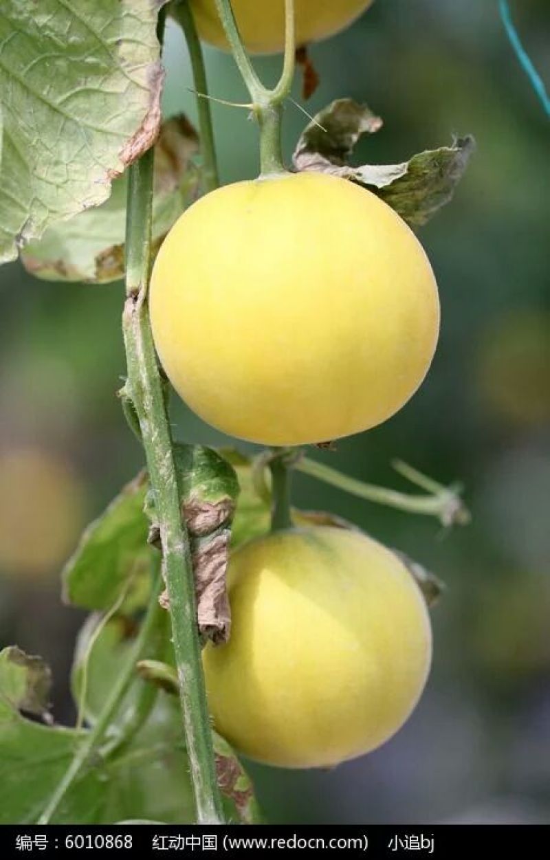 伊丽莎白甜瓜统货1.5斤以上
