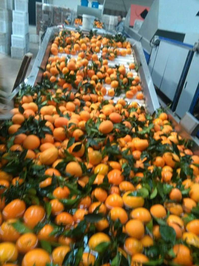 伦晚脐橙专业代收精品货二级果欢迎咨询订购