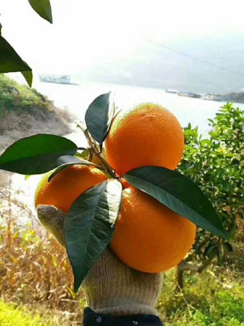 精品夏橙基地现摘现发产地看货采摘，以质量论价