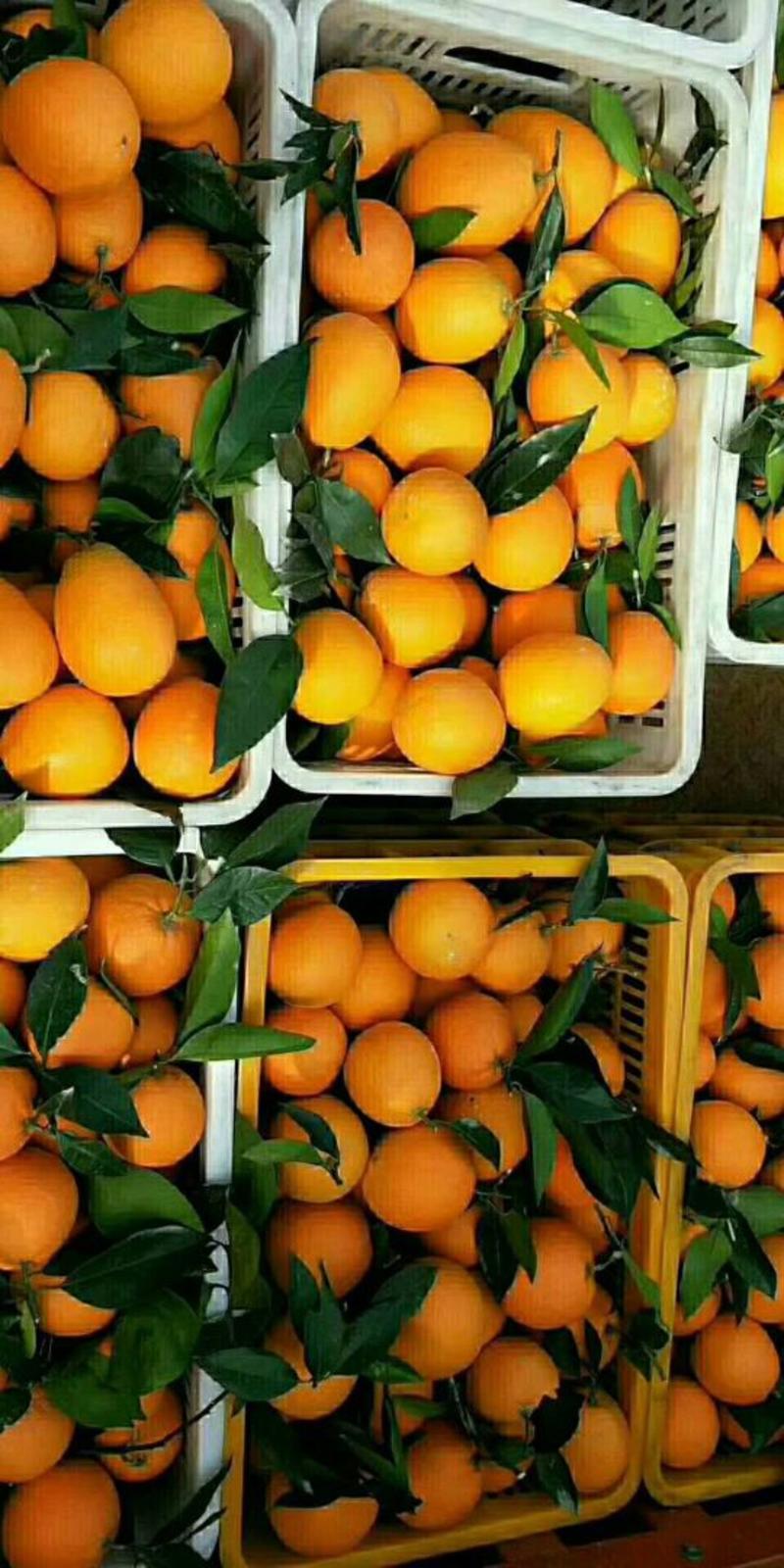 精品夏橙基地现摘现发产地看货采摘，以质量论价