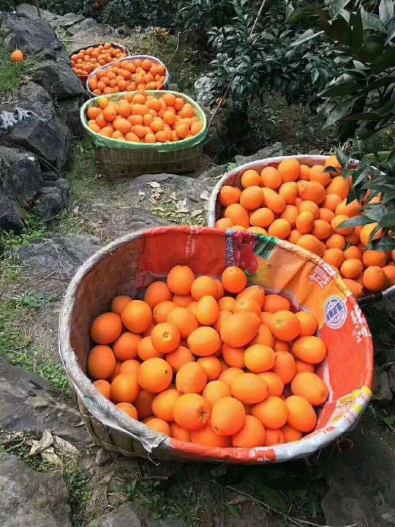 精品夏橙基地现摘现发产地看货采摘，以质量论价