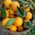 血橙现货供应产地直发看货采摘保质保量欢迎订购