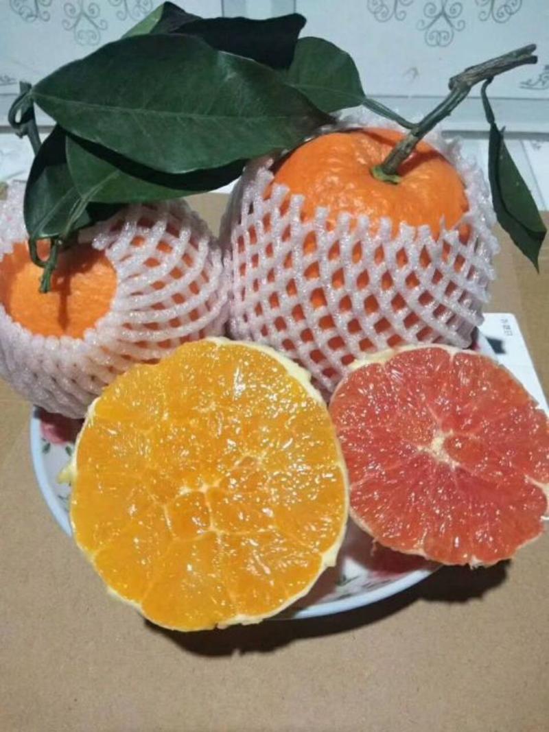 血橙现货供应产地直发看货采摘保质保量欢迎订购