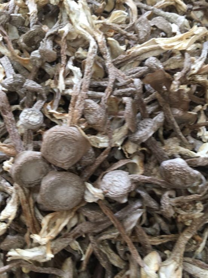 鹿茸菇特级粗条鹿茸菇火锅专用食材