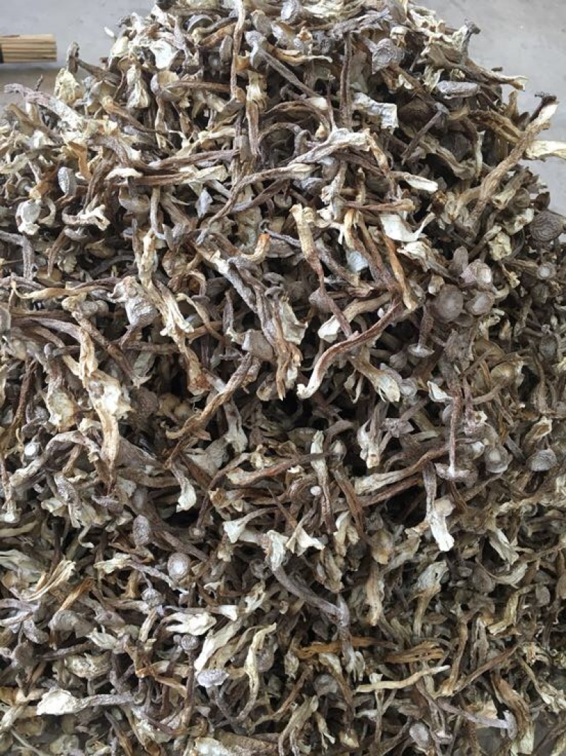 鹿茸菇特级粗条鹿茸菇火锅专用食材